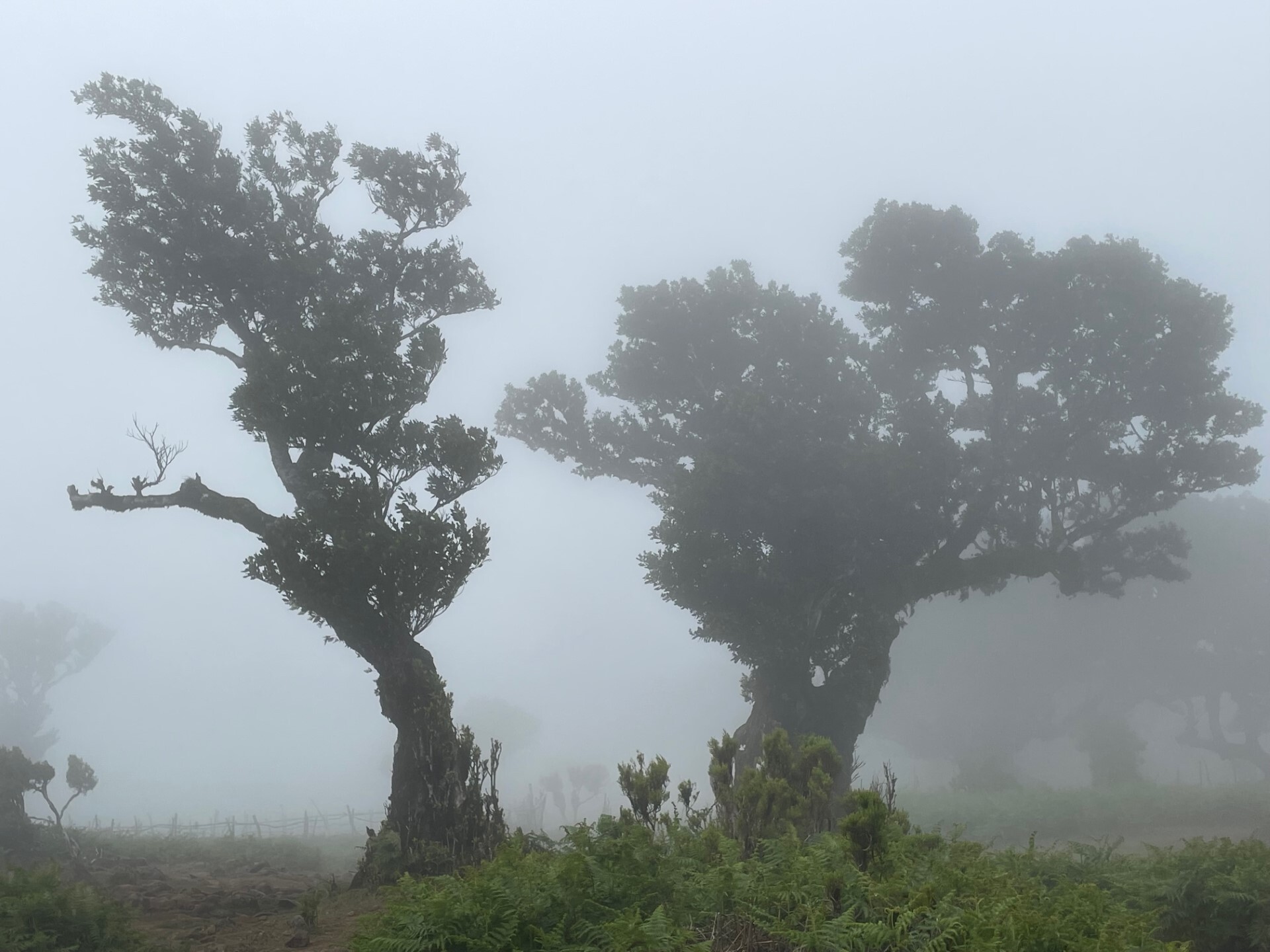 thumbnail_IMG_5106.jpg thumbnail_IMG_5106.jpg