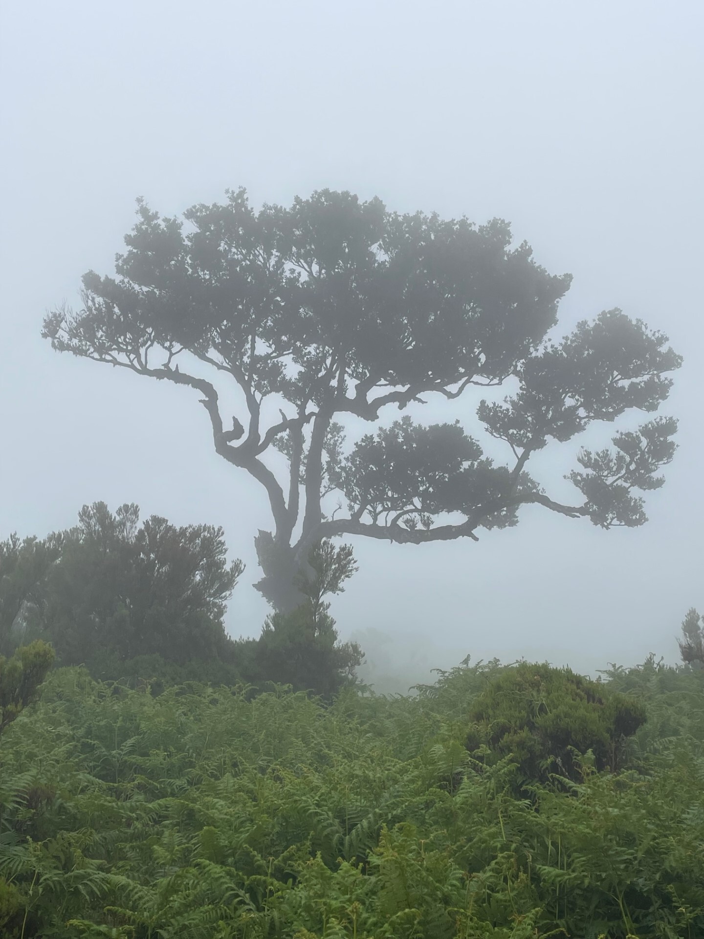 thumbnail_IMG_5109.jpg thumbnail_IMG_5109.jpg