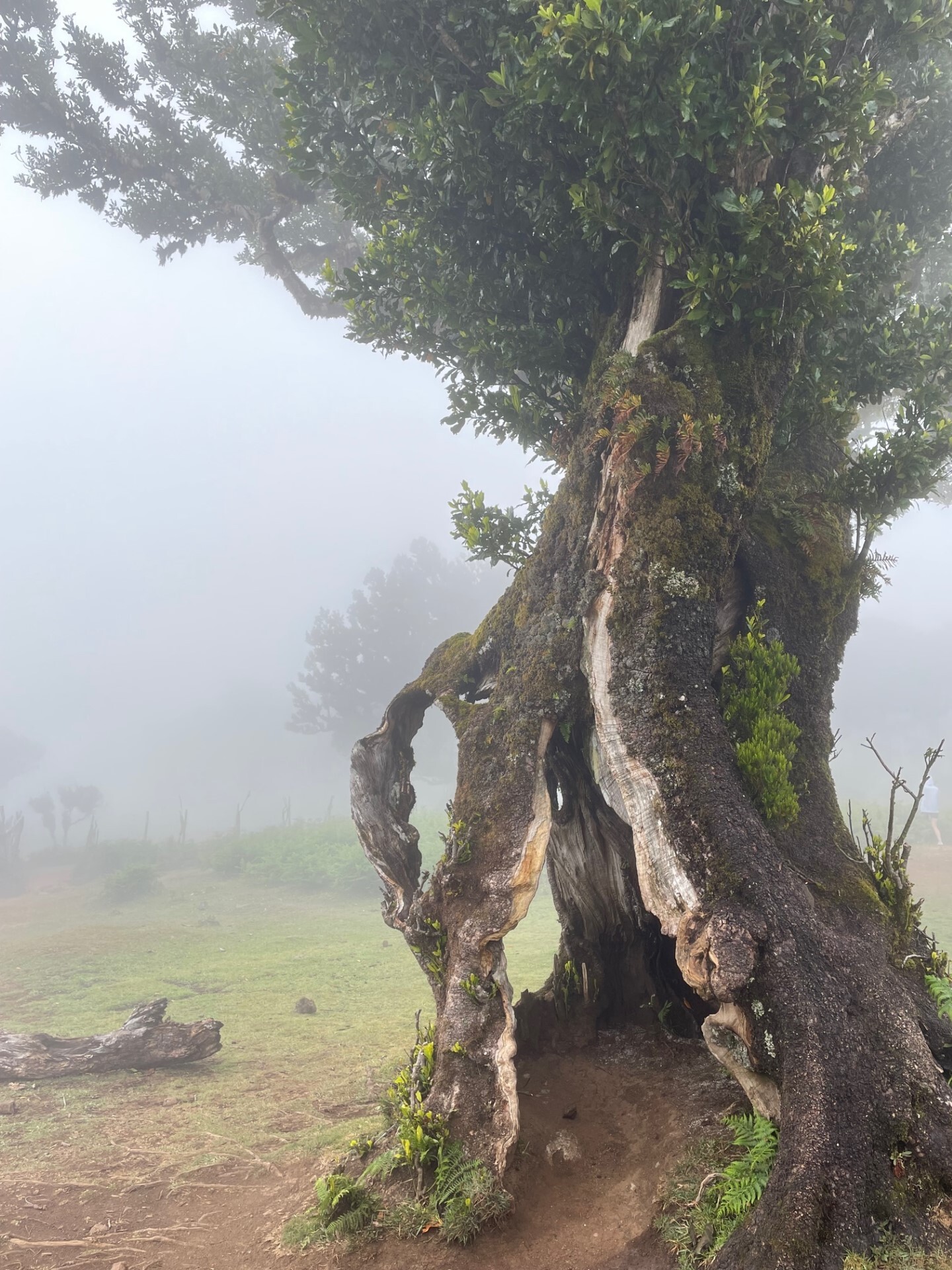 thumbnail_IMG_5110.jpg thumbnail_IMG_5110.jpg